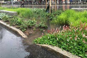 Integrering av dagvattenhantering och vegetation i gatumiljöer